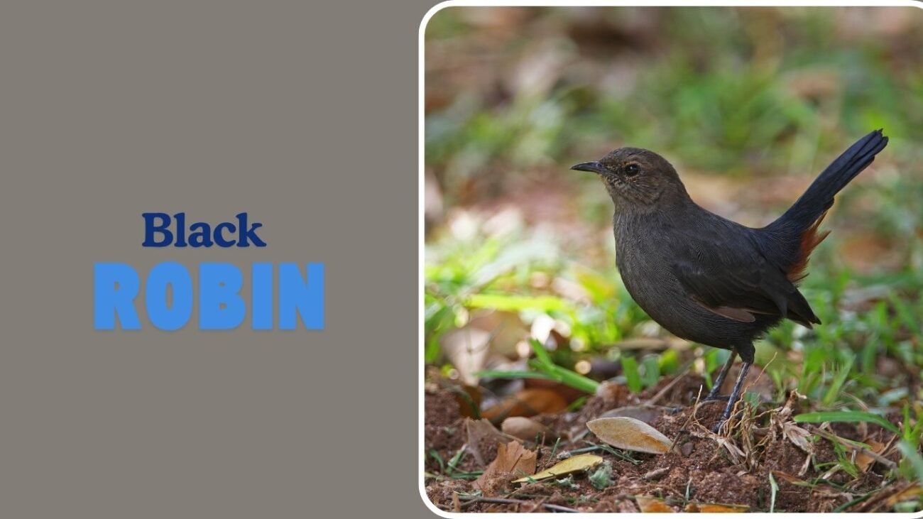 Black Robin