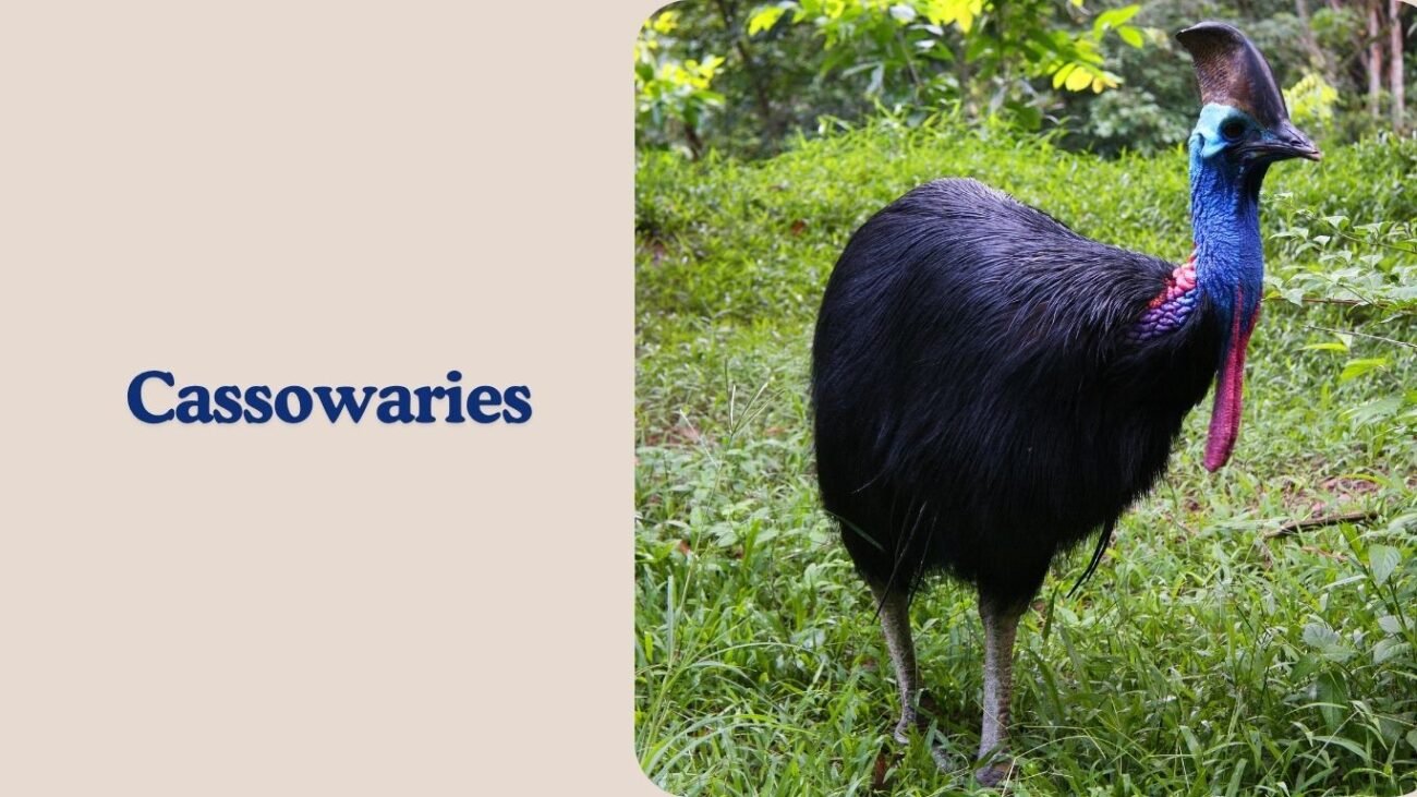 Cassowaries