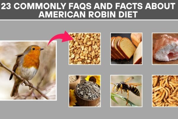 23 Commonly FAQs and Facts About American Robin Diet