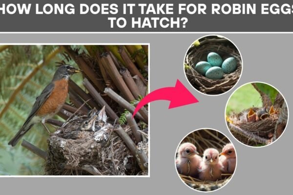 How Long Does It Take for Robin Eggs to Hatch? Full Timeline 