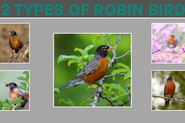 32 Types of Robin Birds