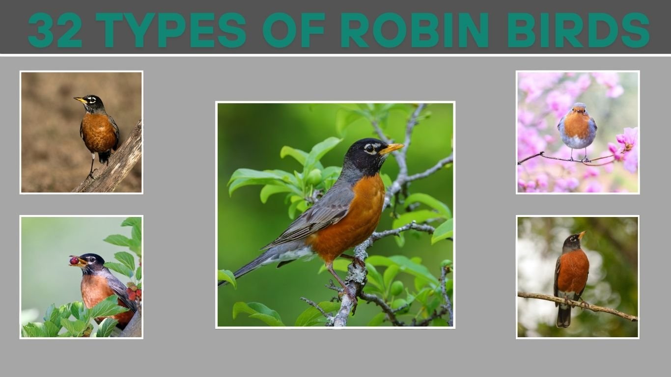 32 Types of Robin Birds