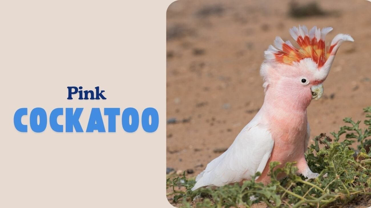 Pink Cockatoo