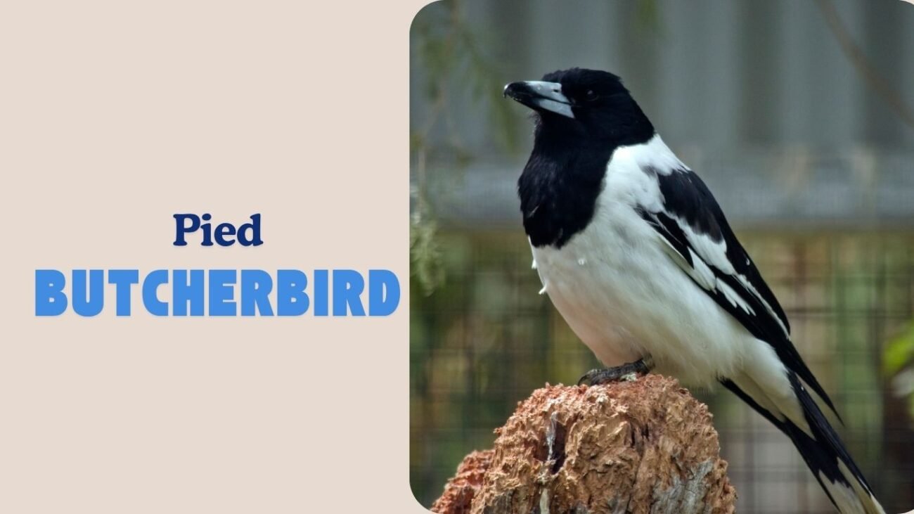 Pied Butcherbird
