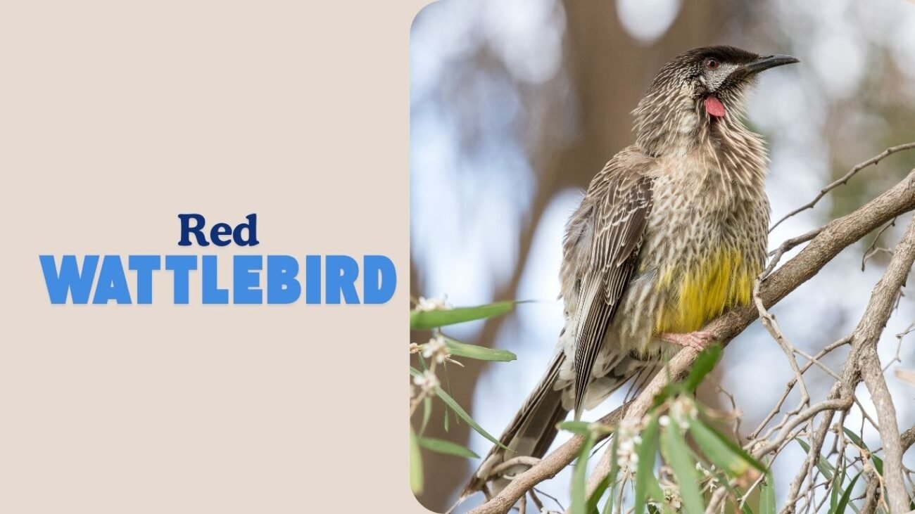 Red Wattlebird