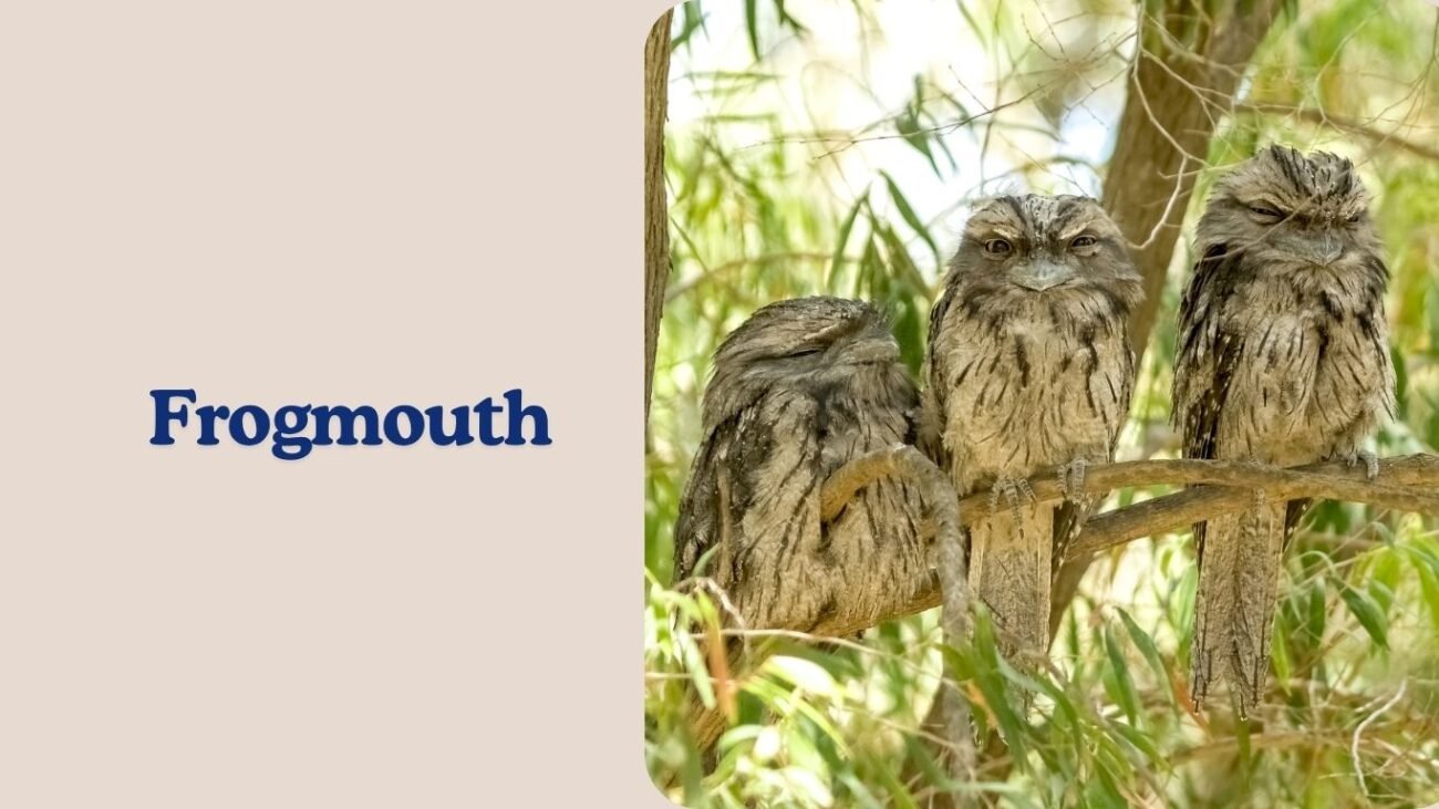 Frogmouth