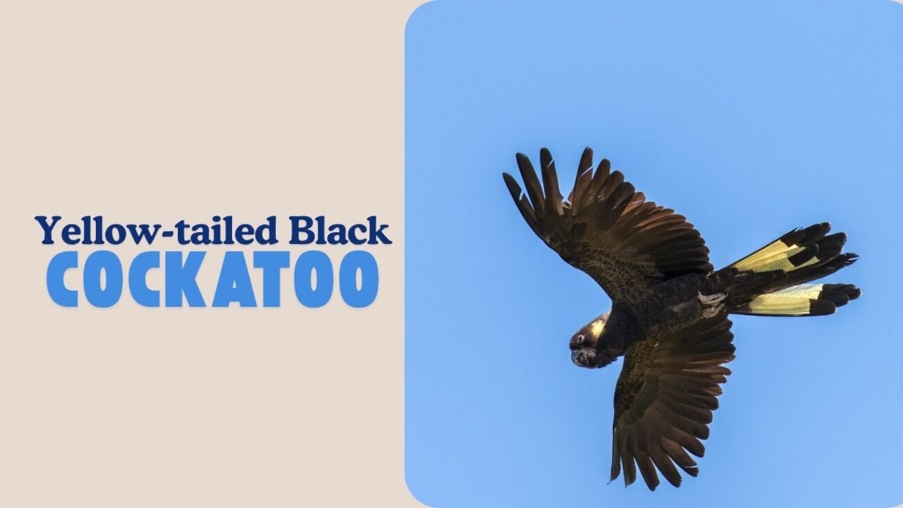 Yellow-tailed Black Cockatoo