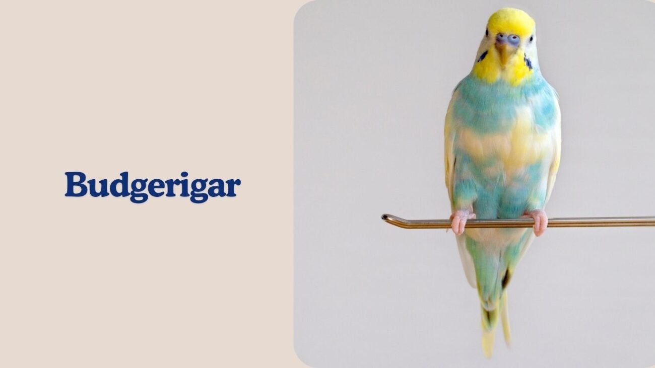 Budgerigar