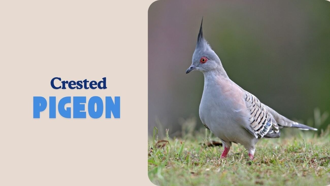 Crested Pigeon