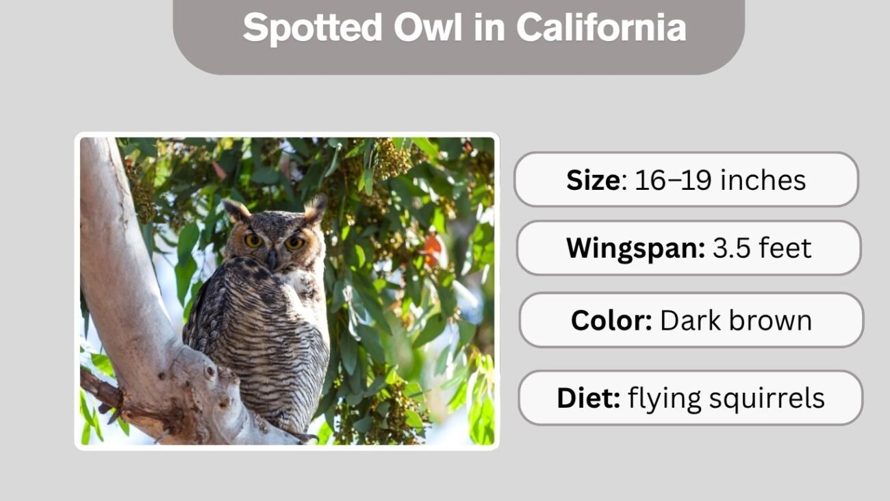 Spotted Owl in California