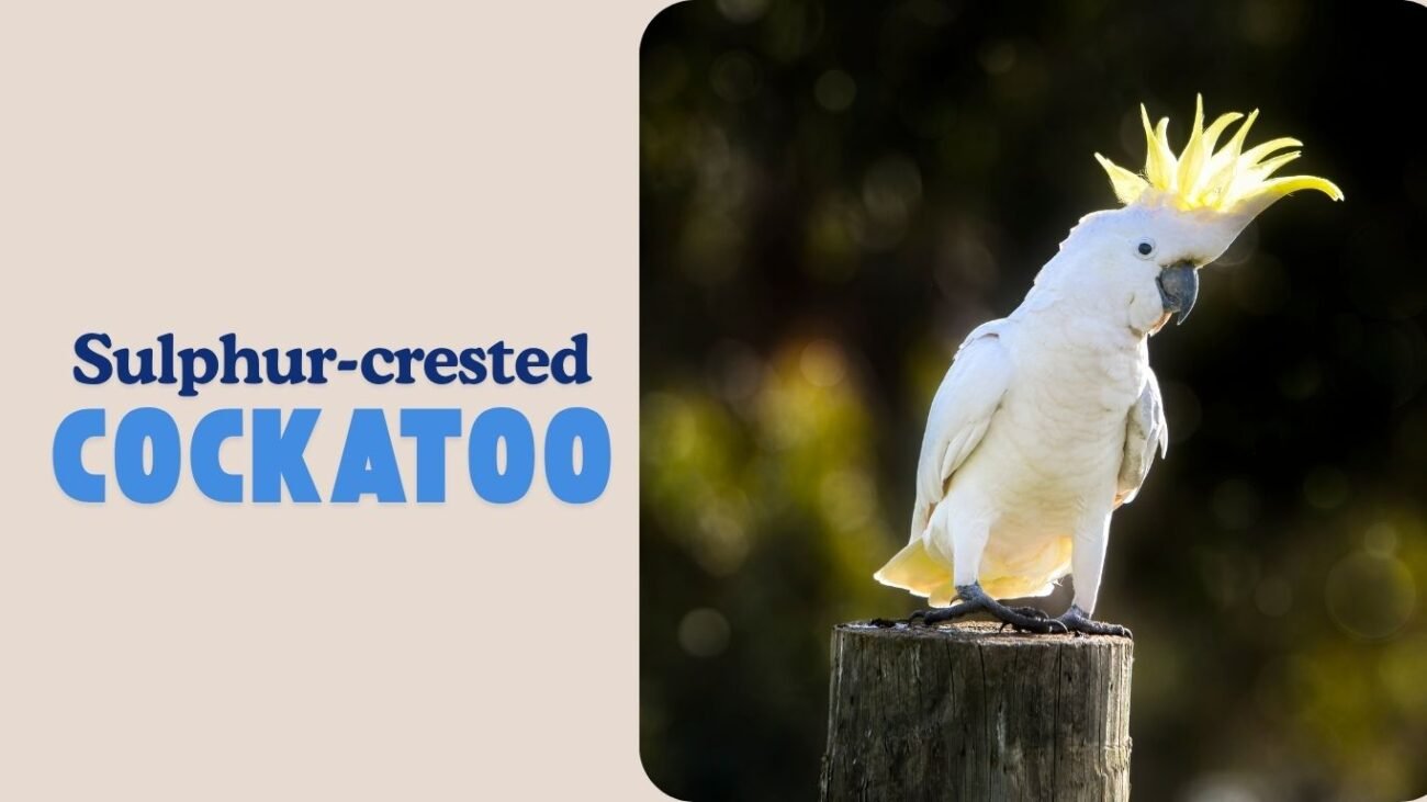 Sulphur-crested Cockatoo