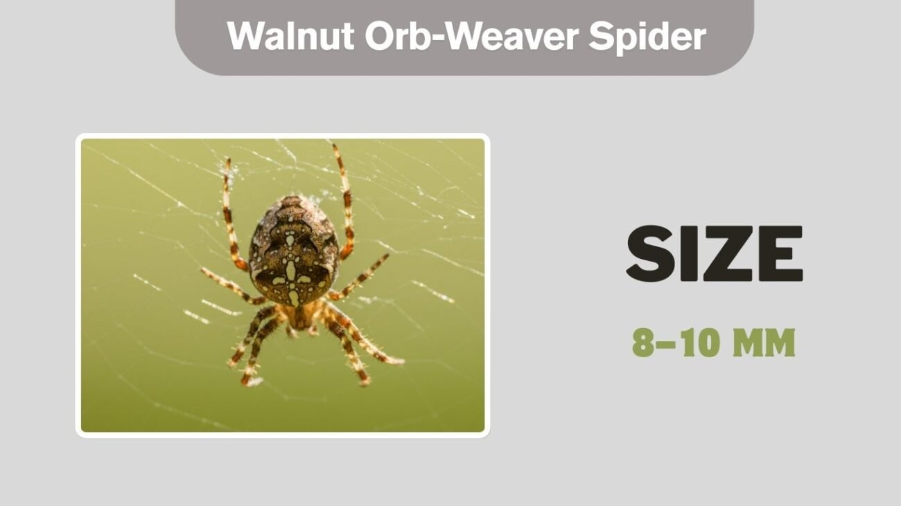 Walnut Orb-Weaver Spider