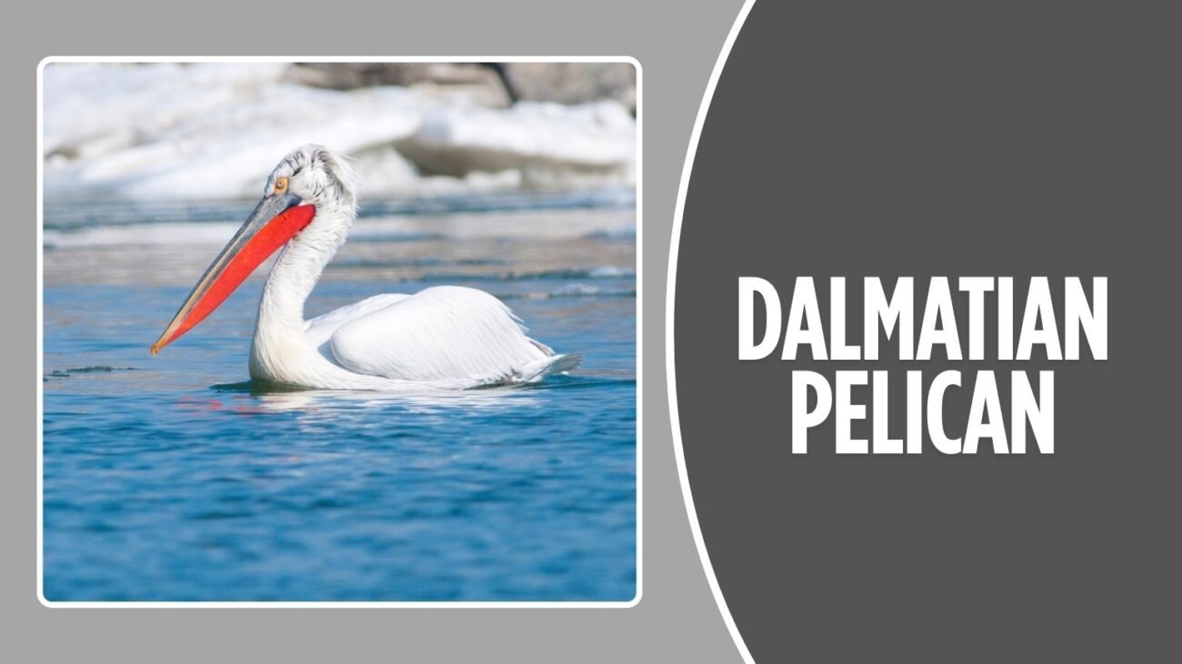 Dalmatian Pelican