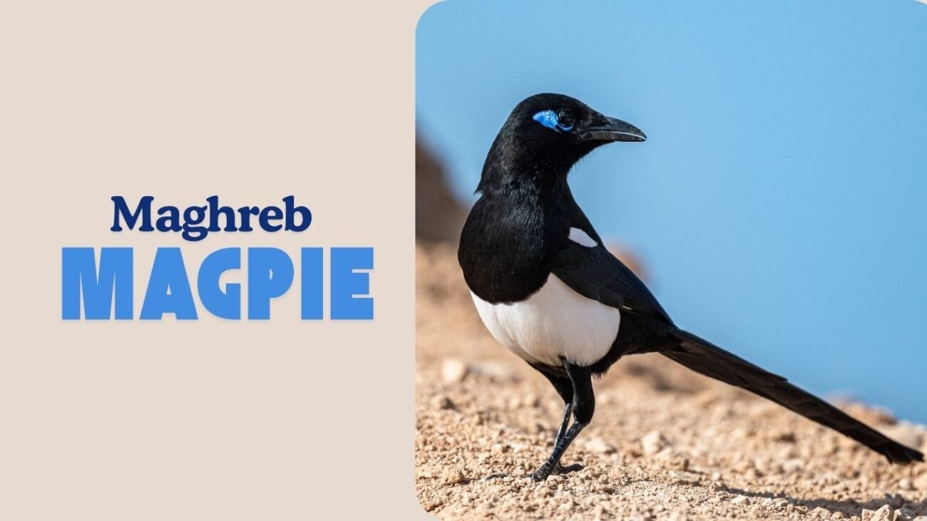 Maghreb Magpie