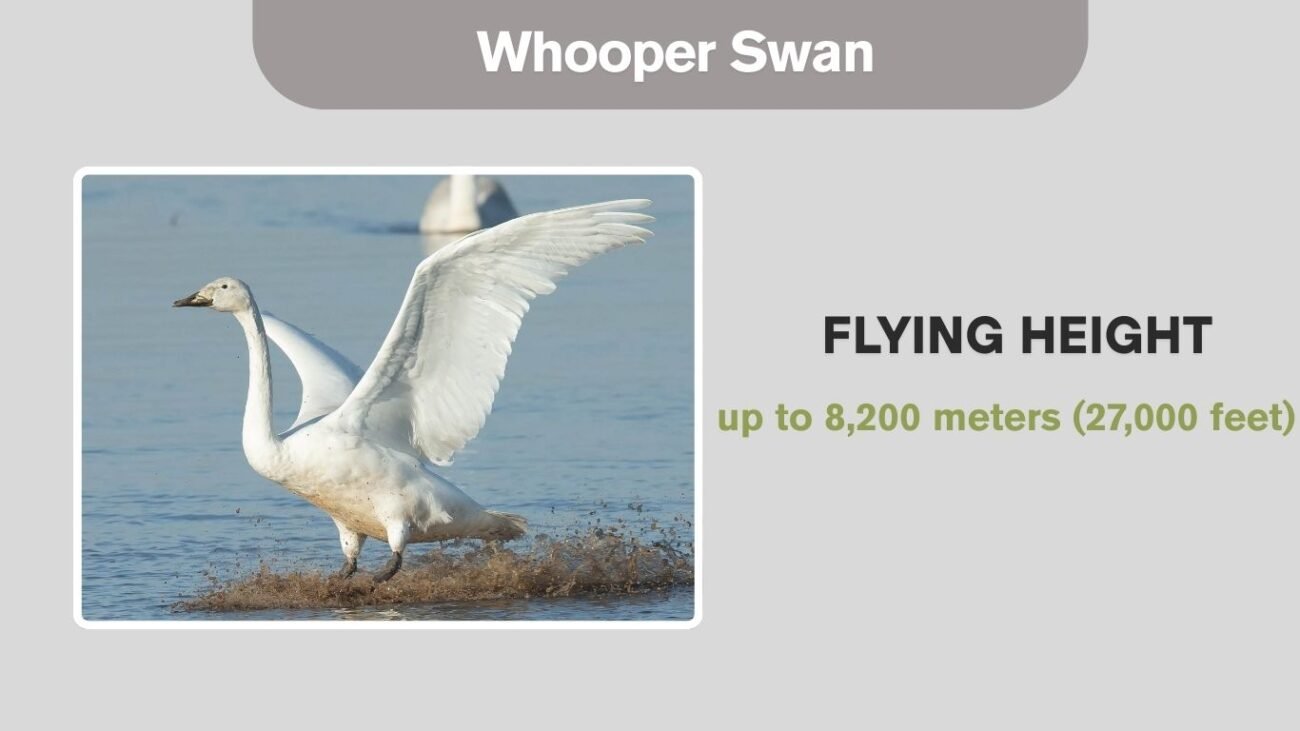 Whooper Swan