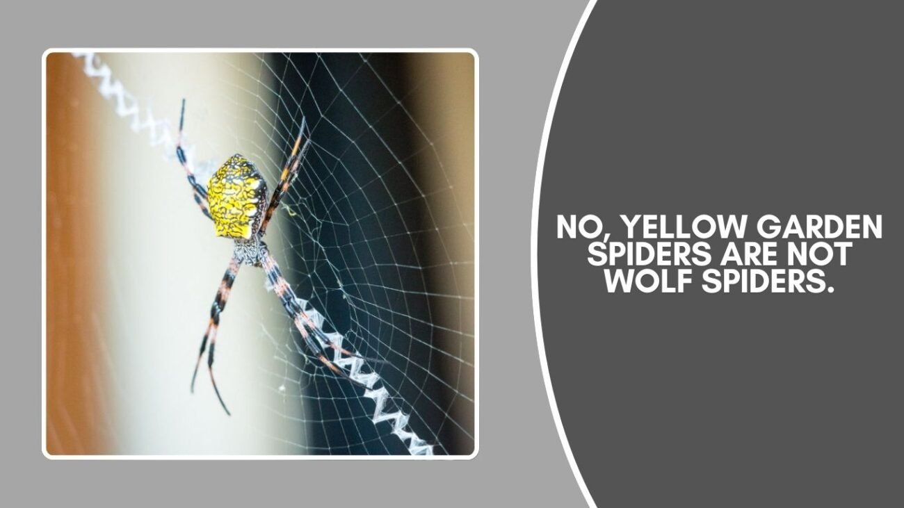 Are Yellow Garden Spiders wolf spiders?