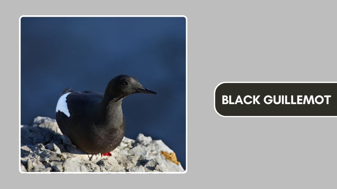 Black Guillemot