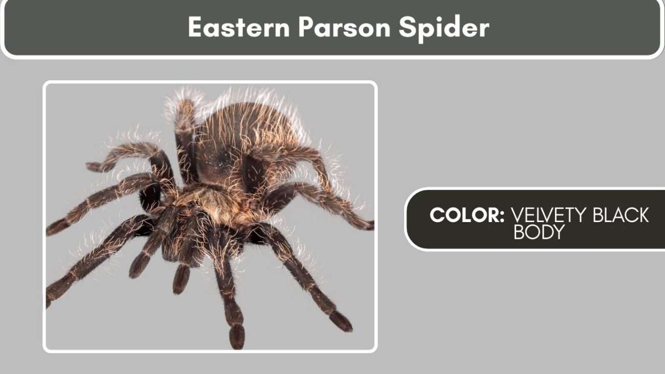 Eastern Parson Spider Black Spiders with White Spots, Stripes, or Markings