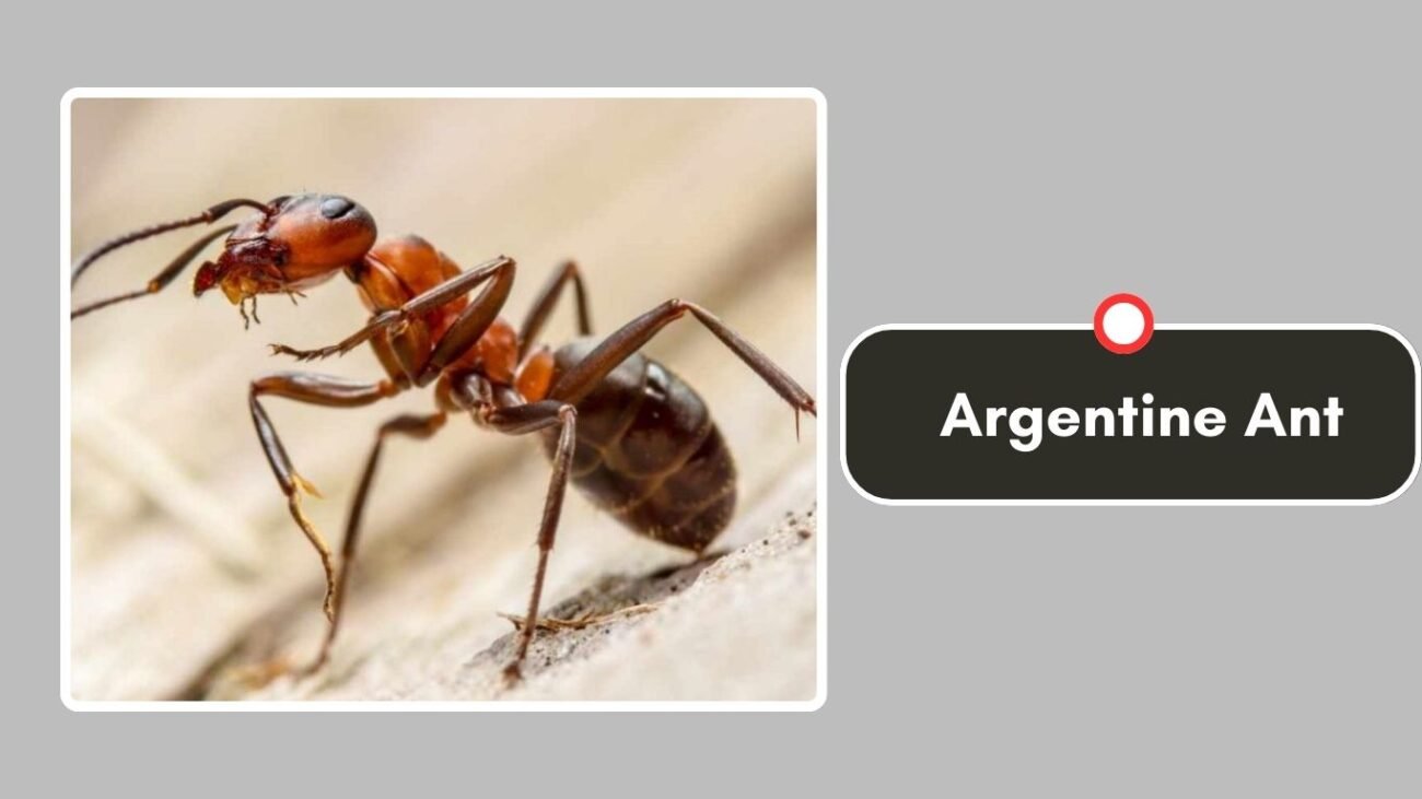 Argentine Ant