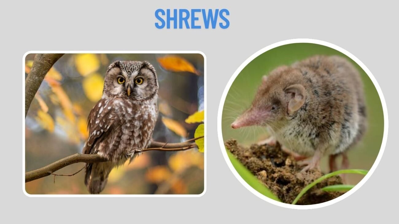 Shrews