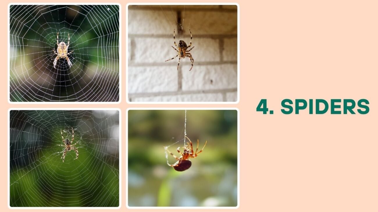 4. Spiders