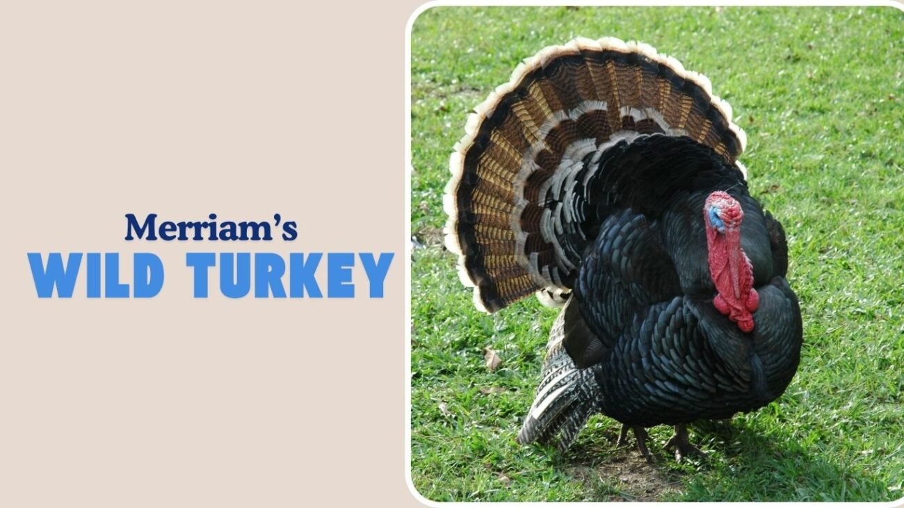Merriam’s Wild Turkey