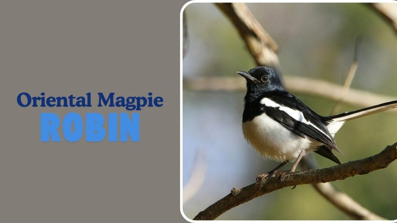 Oriental Magpie-Robin