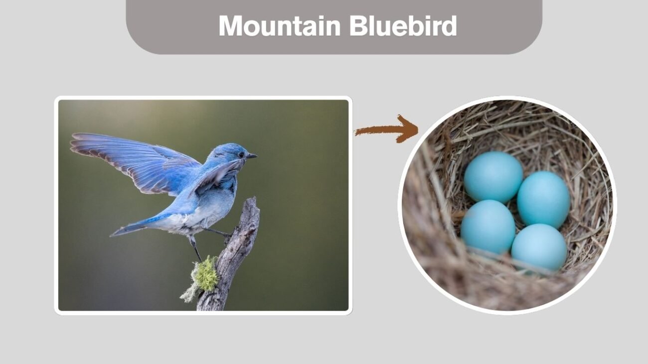 Mountain Bluebird
