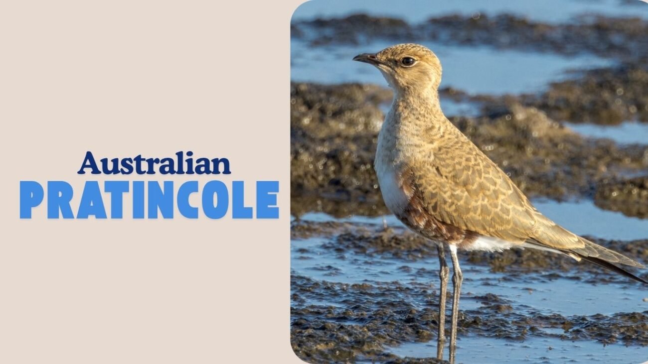 Australian Pratincole