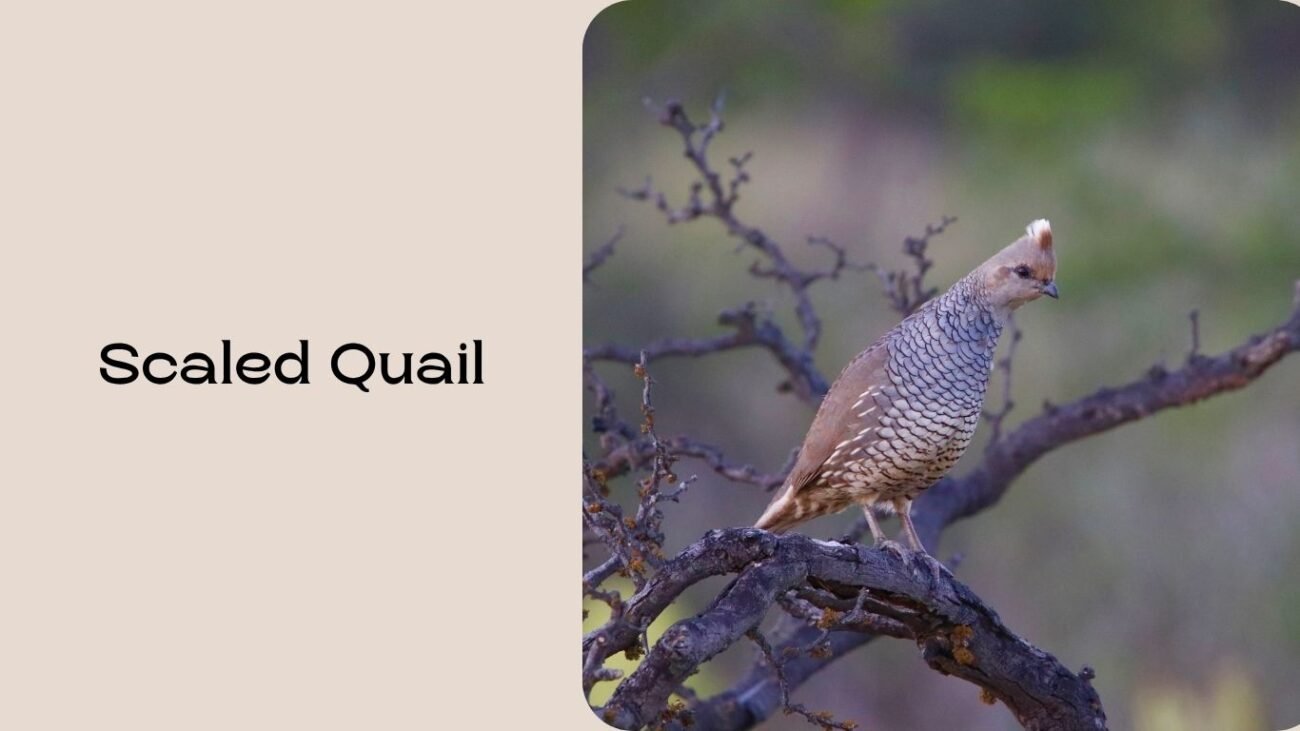 Scaled Quail