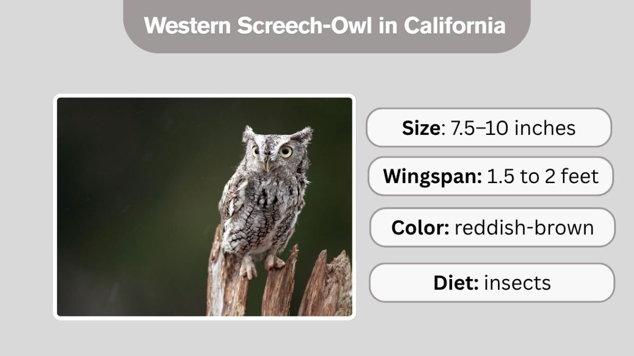 Western Screech-Owl in California
