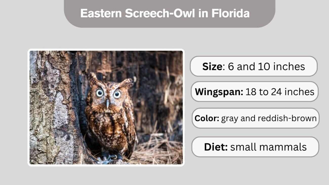 Eastern Screech-Owl in Florida