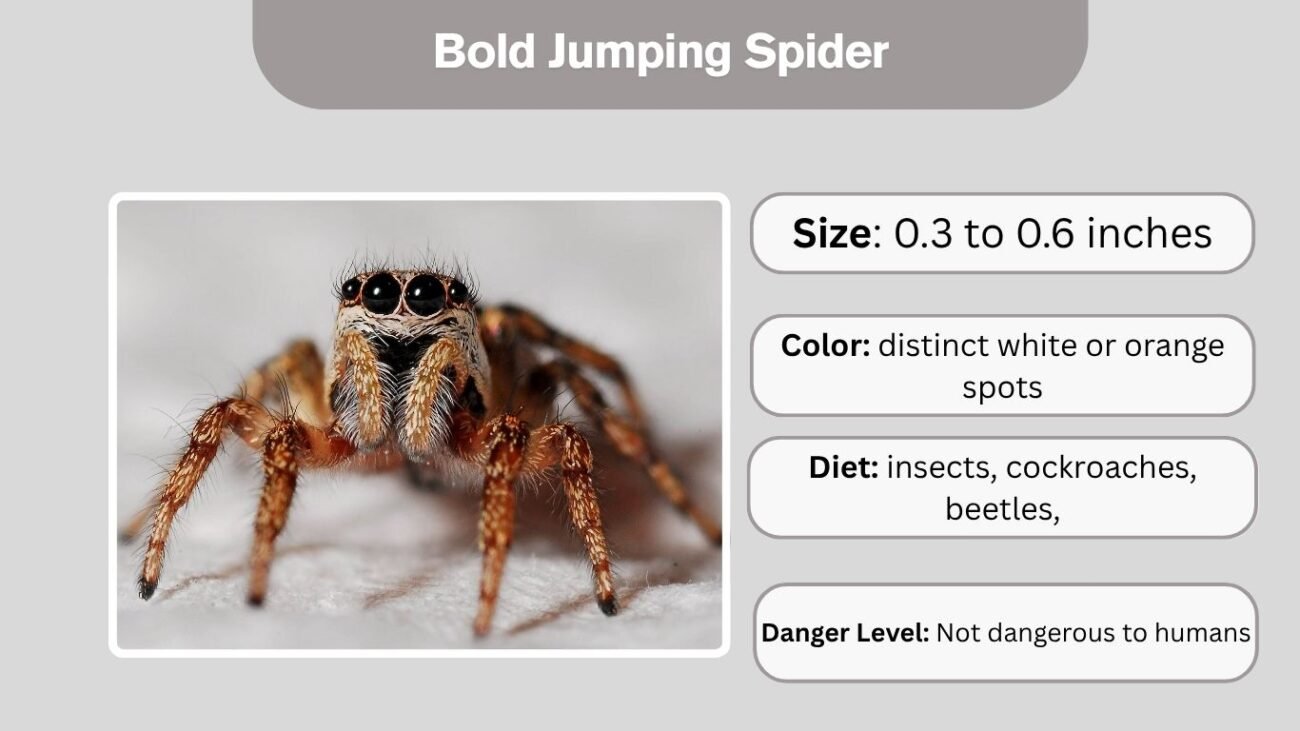 Bold Jumping Spider