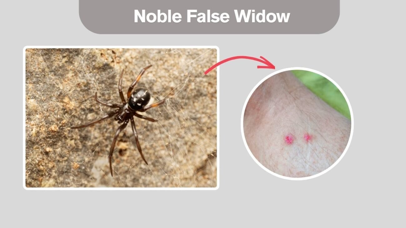 Noble False Widow