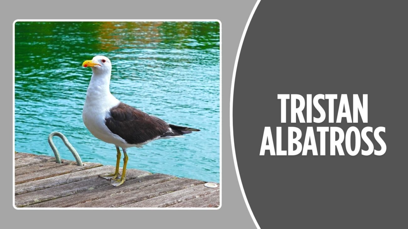Tristan Albatross