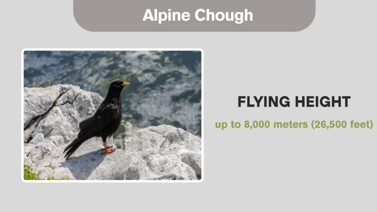 Alpine Chough