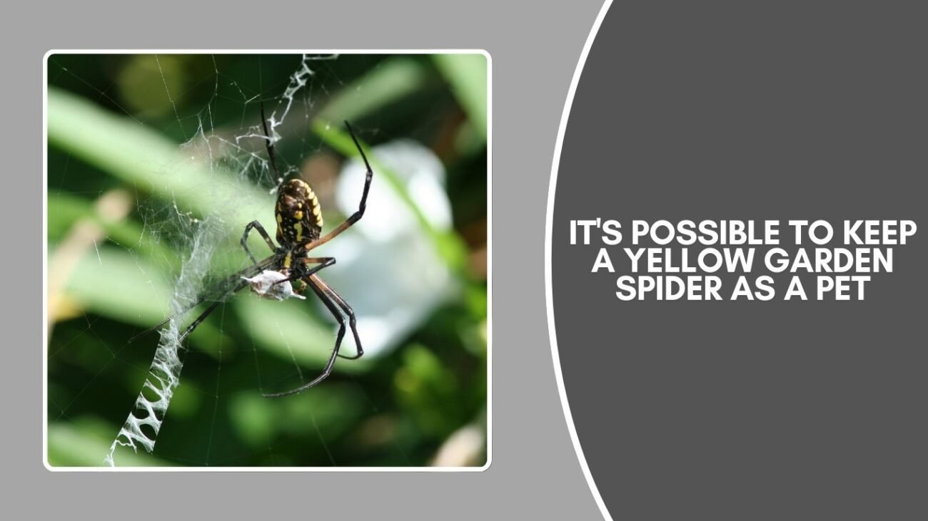 Can you keep a Yellow Garden Spider as a pet?