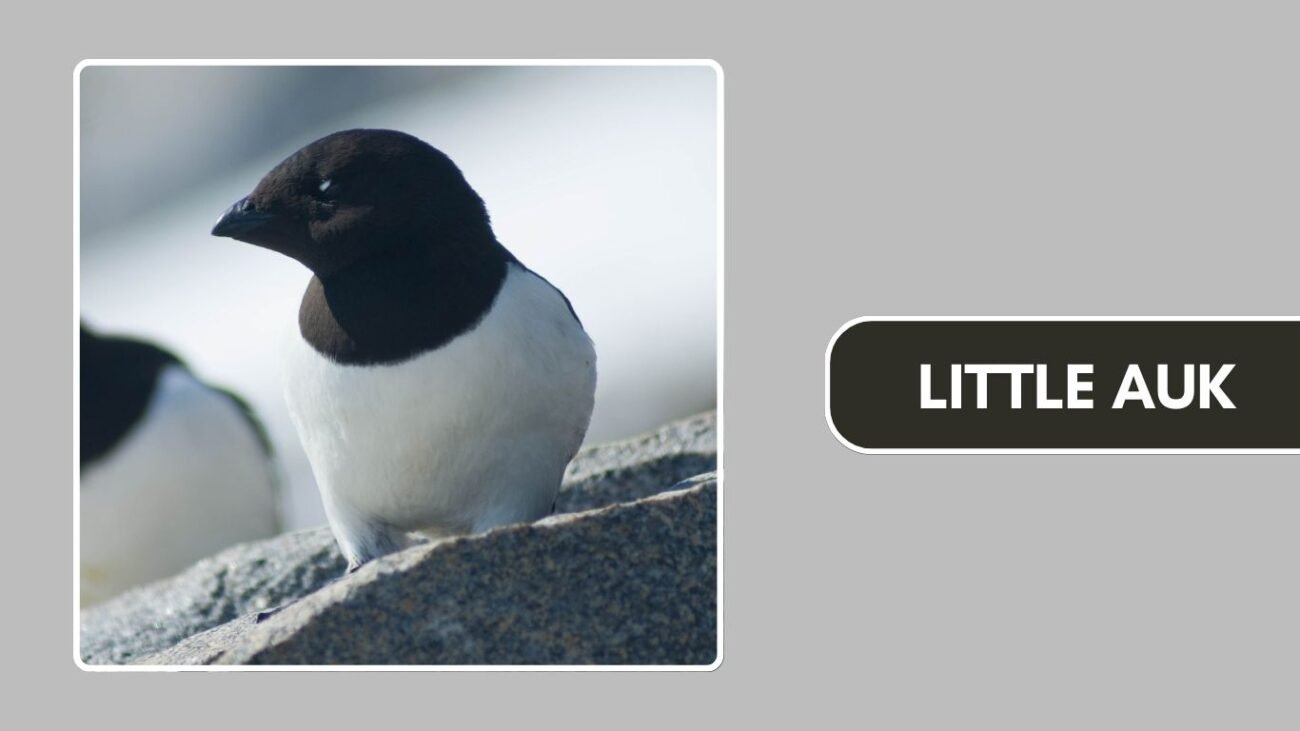 Little Auk