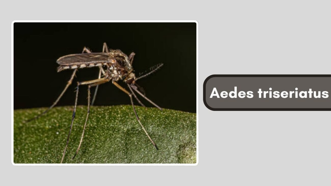 Aedes triseriatus