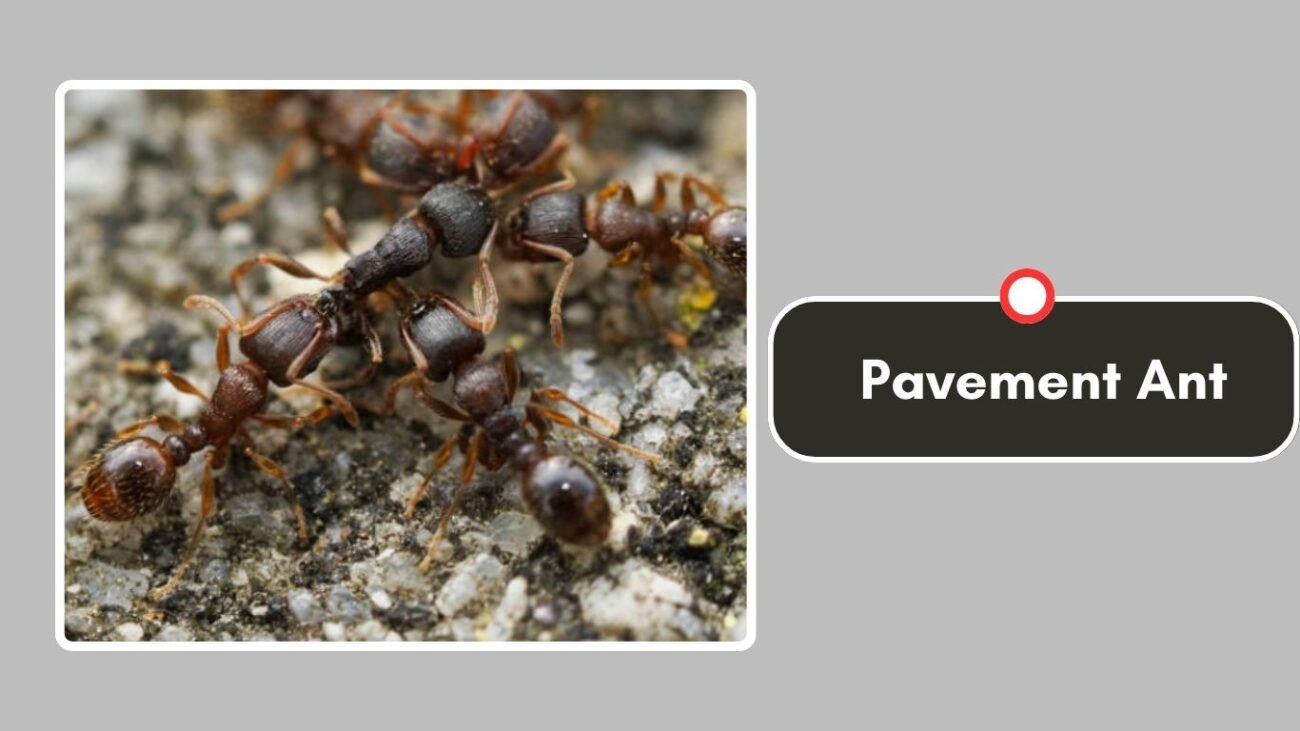 Pavement Ant