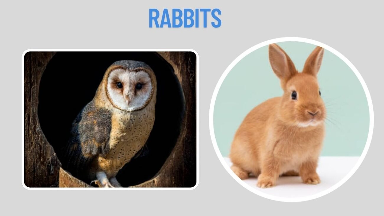Rabbits