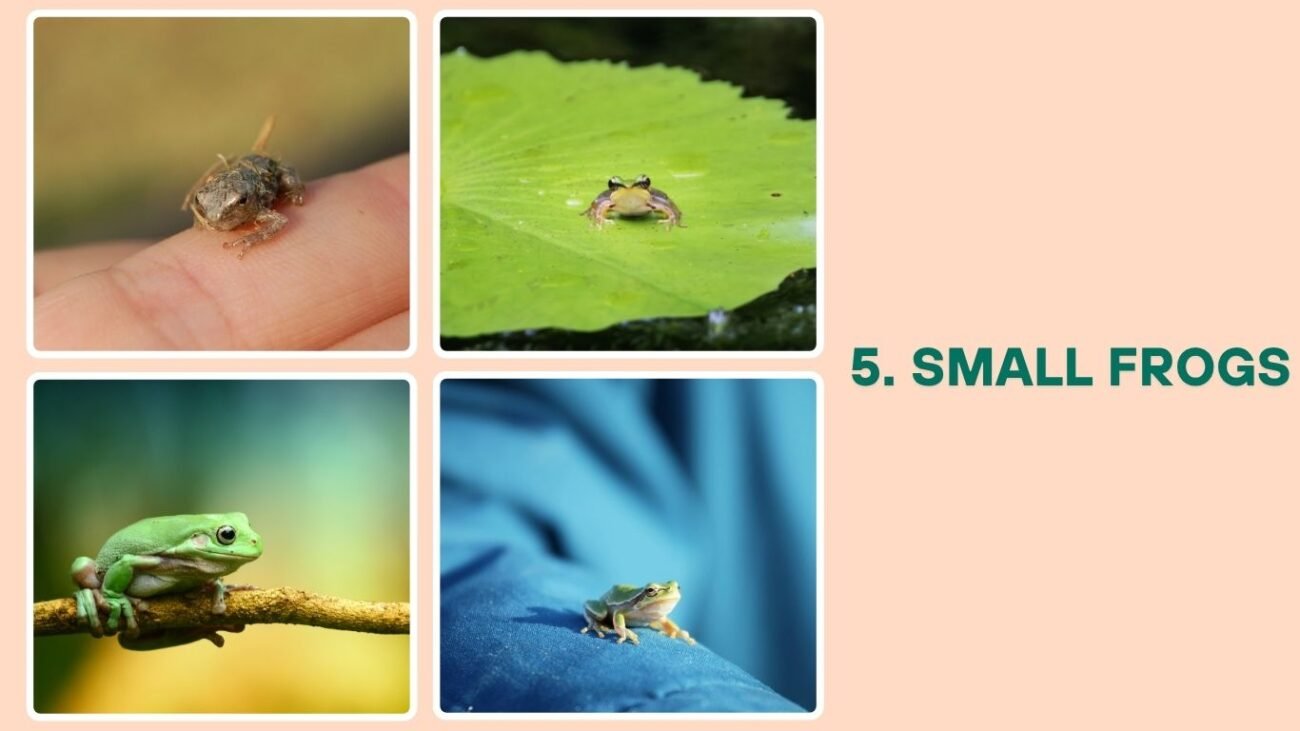 Small Frogs