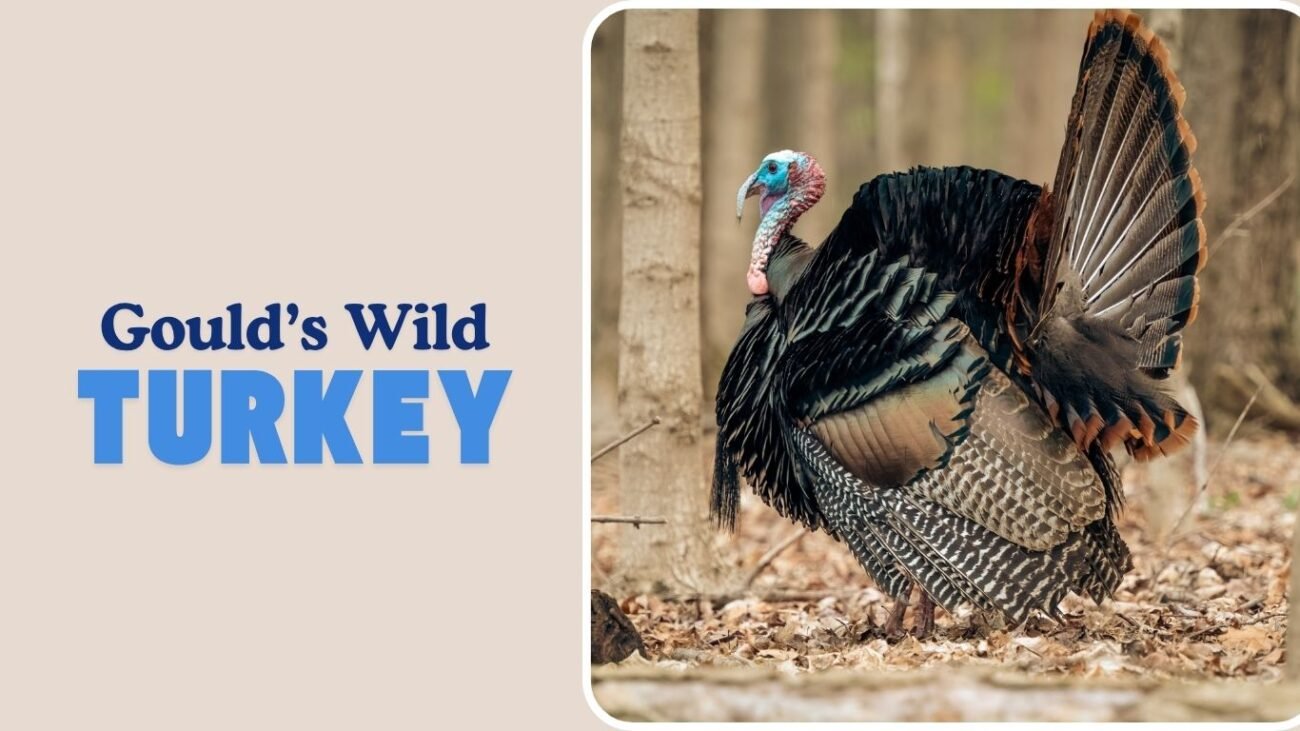Gould’s Wild Turkey