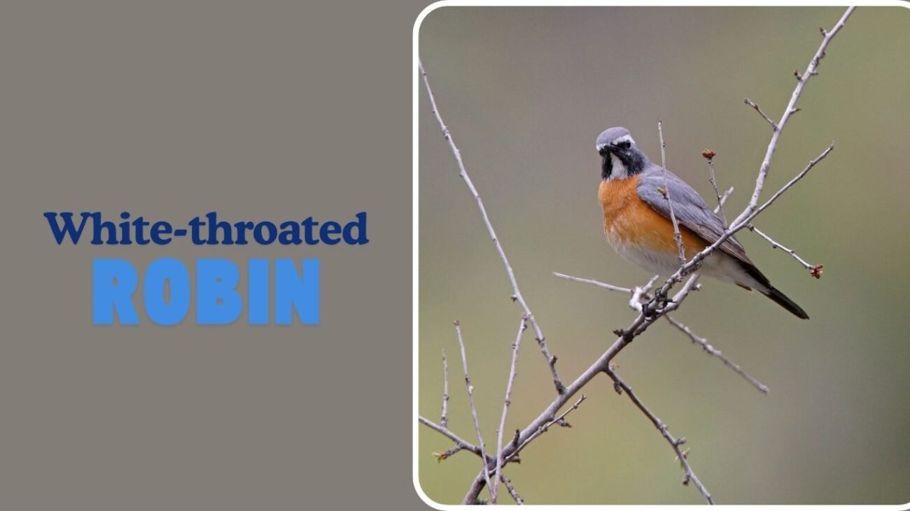 White-throated Robin