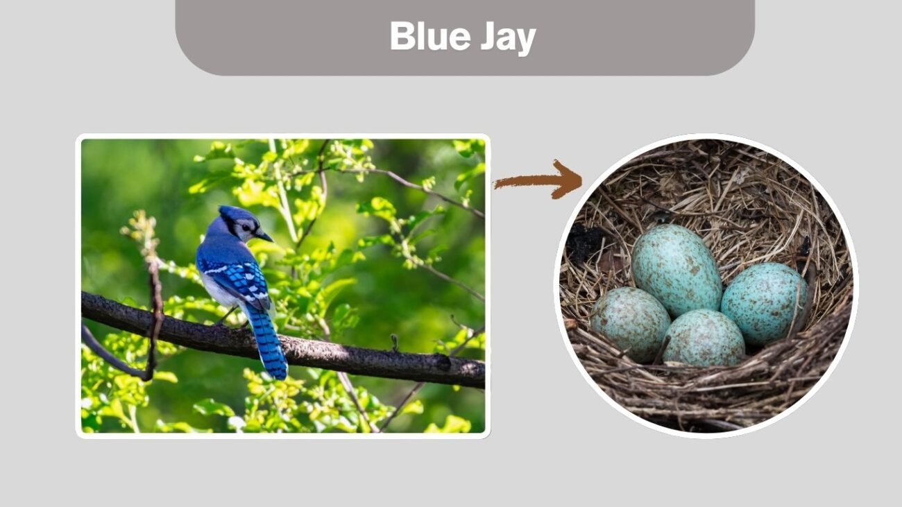 Blue Jay