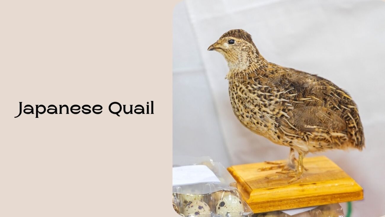 Japanese Quail