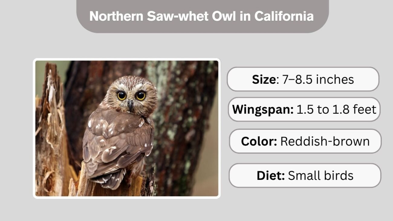 Northern Saw-whet Owl in California