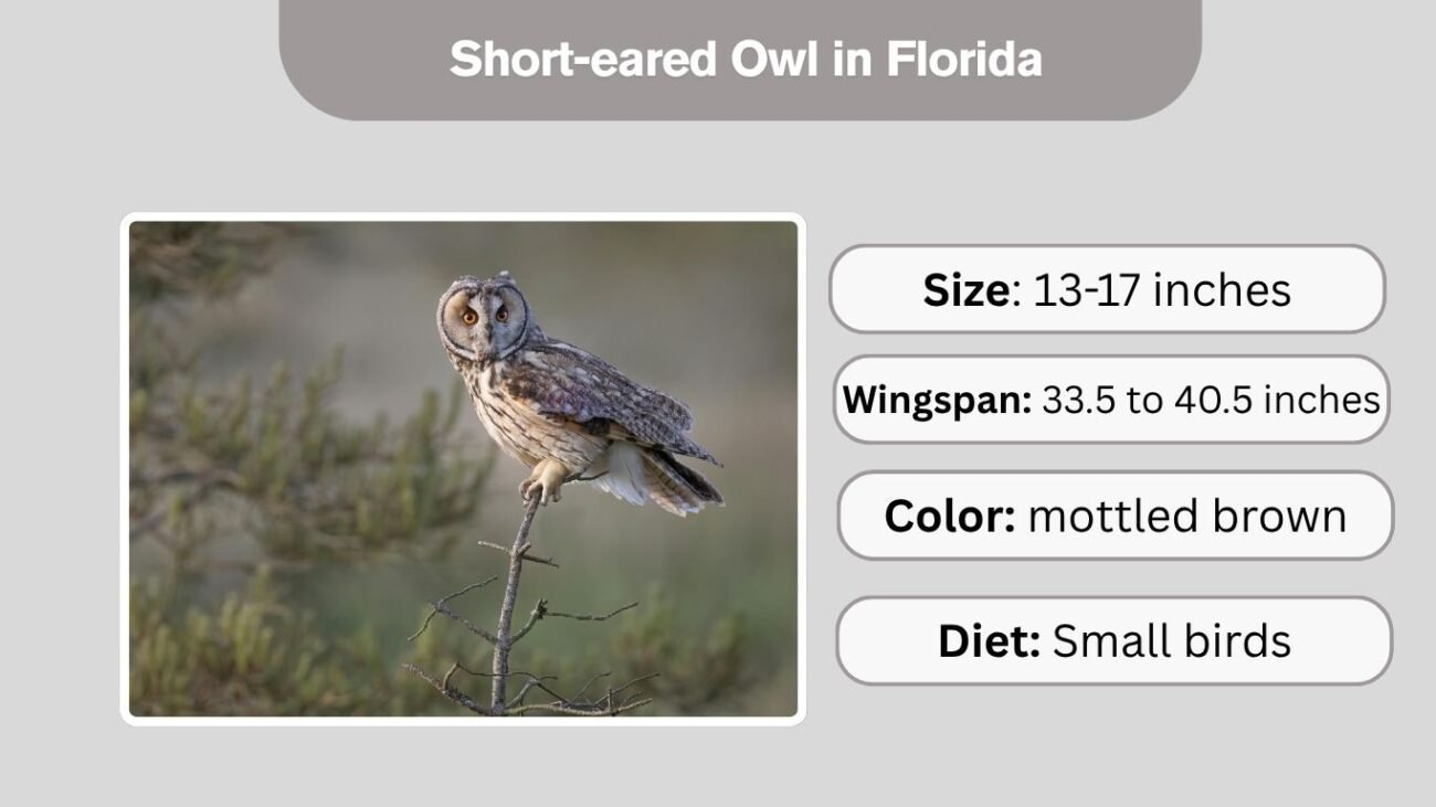 Short-eared Owl in Florida