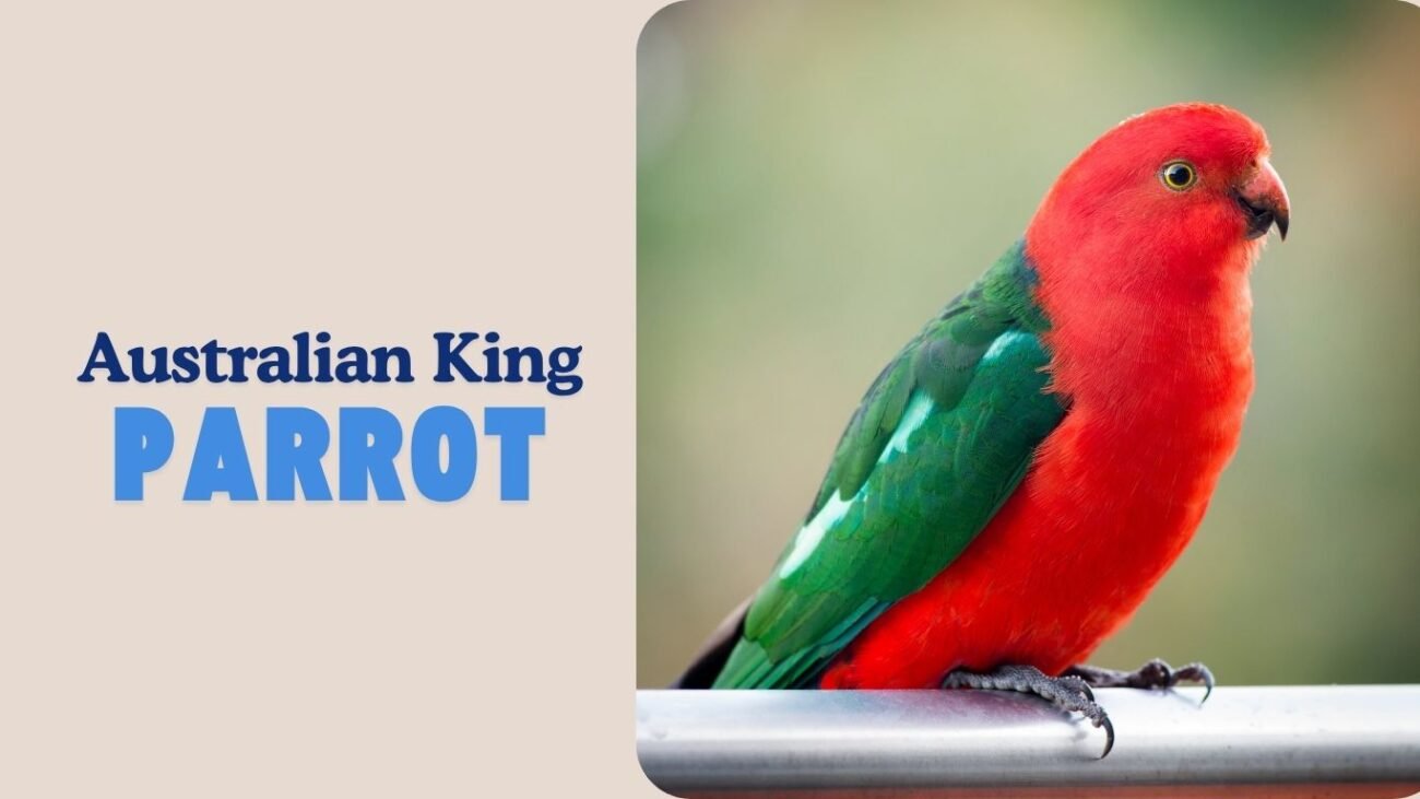 Australian King Parrot