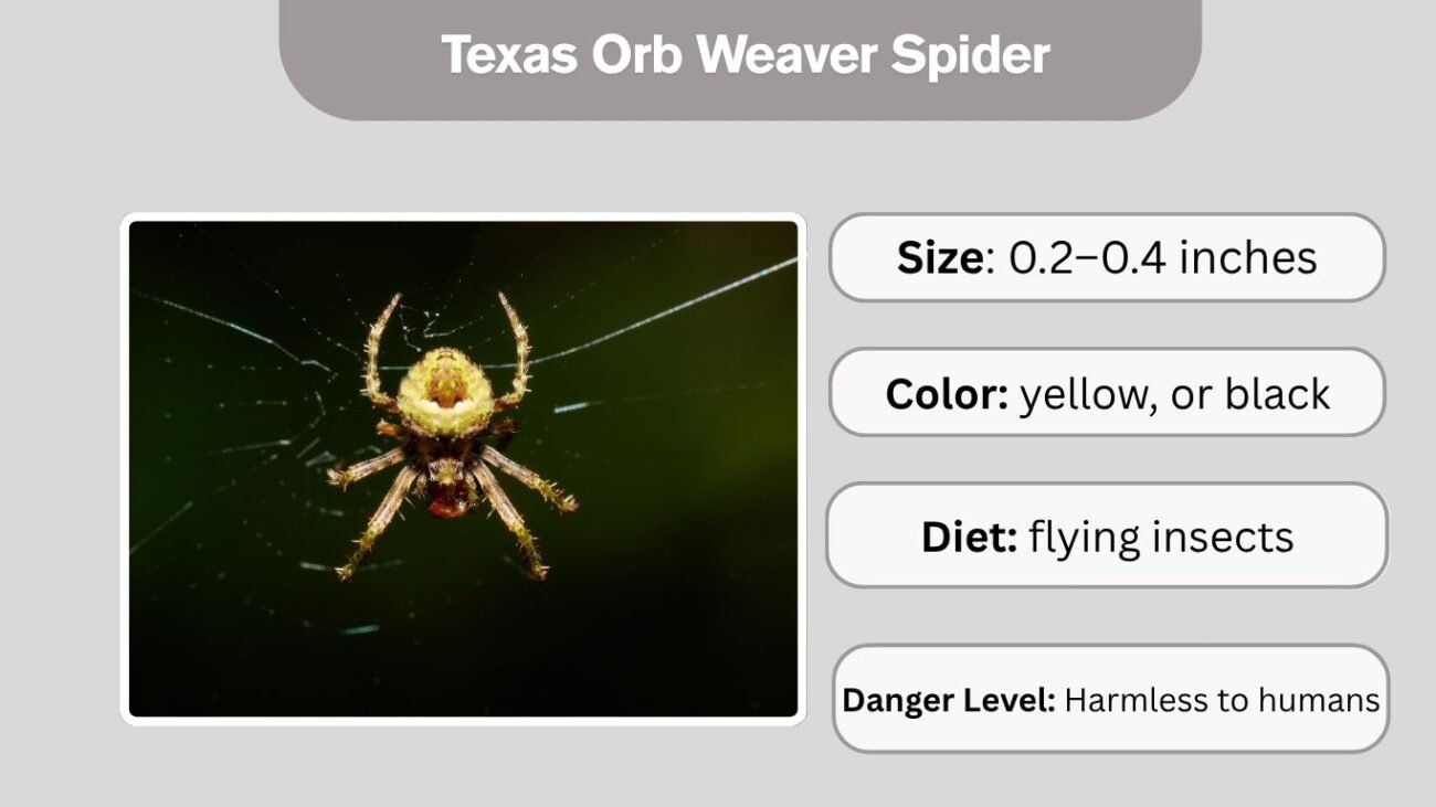 Texas Orb Weaver Spider